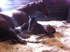 Kings Dream o "prinssesan".