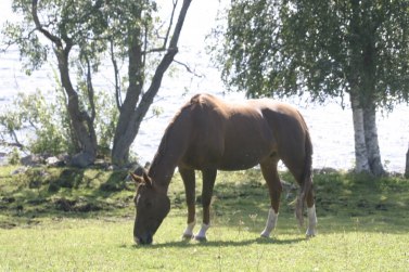 På bete i Laxviken 2011.