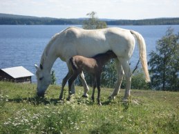 Tintomara på sommarbete.
