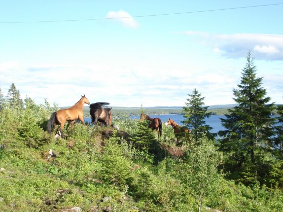 Ungstona på bete i en av de stora sommarhagarna ovanför gården.