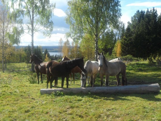 Stona på bete i Hansgårn.