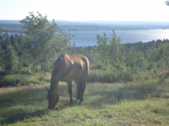 Utsikt från beteshagarna.