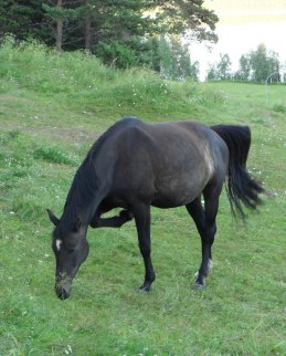 Sommaren 2011.