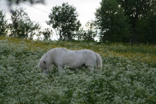 Ester på sommarbete