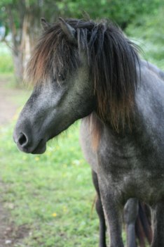 Saga från Råken, sommaren 2011