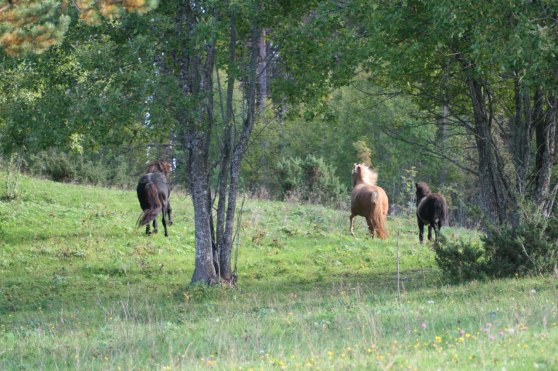 Hästarna Spenna, Spec och Aron på sommarbete