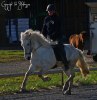birta