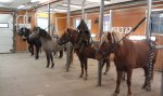 Skoning av unghästarna på Wången