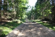 skog2