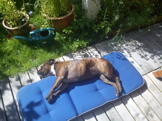 Bättrar på brännan :)