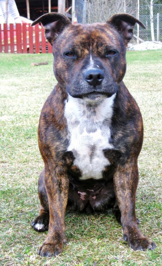 Försvunnen Staffordshire Bullterrier-tik