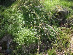 Vitsipporna blommar nere vid bäcken.