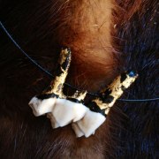Moose Tooth Jewelry