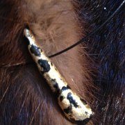 Moose Tooth Jewelry
