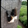 Moose Tooth Jewelry: Burnished Bronze - I 