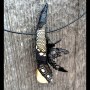 Moose Tooth Jewelry: Draping Black -V - Moose Tooth Jewelry: Draping Black - V
