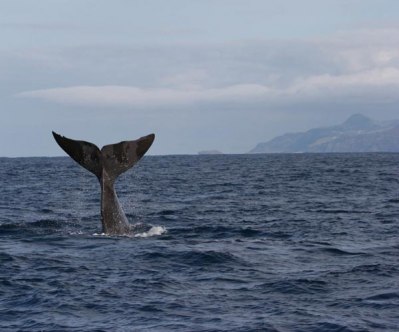 Kaskelott Sao Miguel Azorerna
