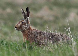 Hare