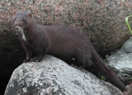 Mink