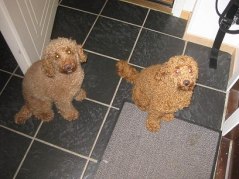 Bamse (vänster) och Teddy (höger)