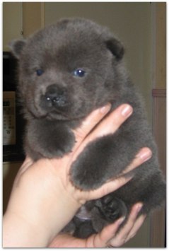 LITEN DORA