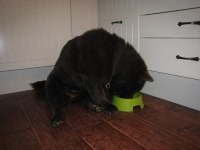 2008-03-30 Dora äter 004