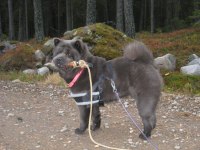 Viltspår 036