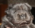 2011-11-19 ANASTACIA 3 ½ V 103