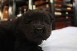 2011-11-19 ANASTACIA 3 ½ V 003