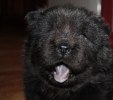 2011-11-27 ANASTACIA 4 ½ V 105