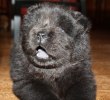 2011-11-27 ANASTACIA 4 ½ V 067