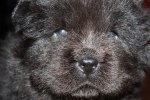 2011-11-27 ANASTACIA 4 ½ V 101