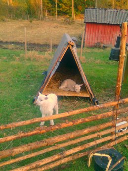 Våra två flasklamm våren 2011