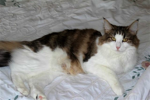 S*Fridalas Viol, after S*Just Catnap's Fabia & (N) Jatobas Cicero, many thanks for this picture Monika