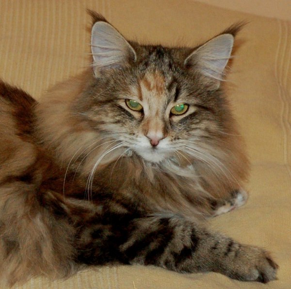 Chili, 10 months old