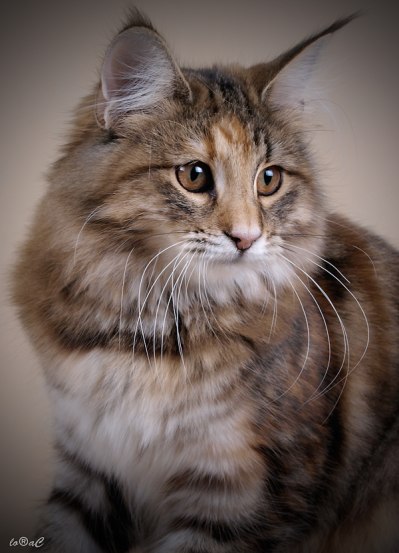 Chili, 5 months old