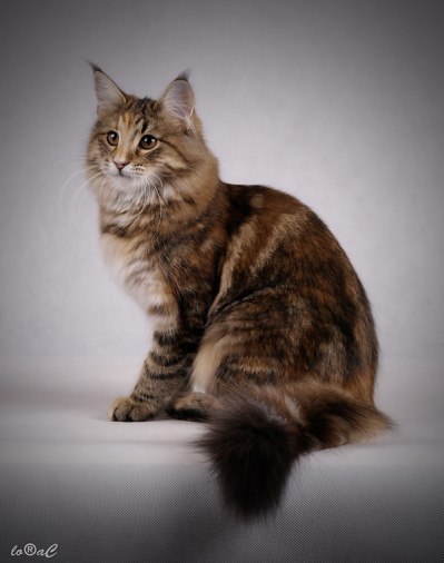 Chili, 5 months old