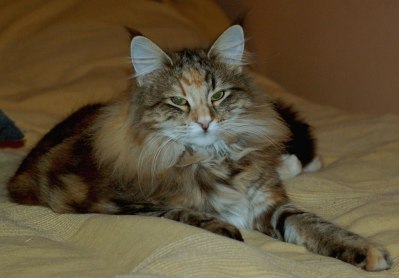 Chili, 10 months old