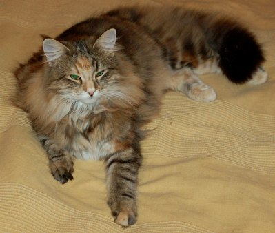 Chili, 10 months old