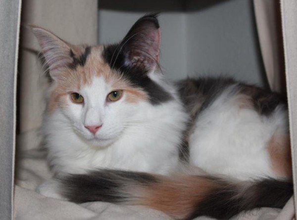 S*Fridalas Jasmin, 5 months old