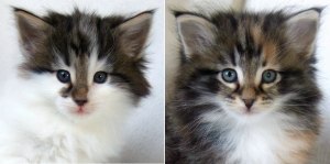 - 6 veckor gamla -