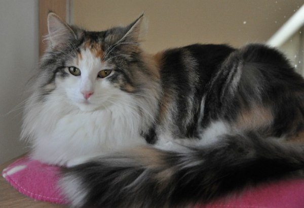 copyright: Caroline, cattery Blauwe Swaan