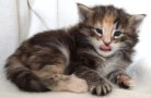 chili_fyra_v_ii