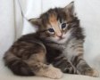 chili_fyra_v__i_