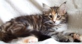 chili_elva_v_