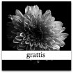 grattis