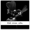 till min van