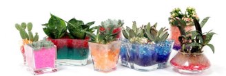     Crystal Pearls fungerar utmärkt att plantera diverse blommor i.