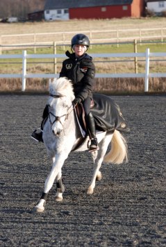 Grey Bray 25 år B-ponny, 7 SM ett LAG SM 2011 går på Mitavite Cool Performer. Bilden tagen i 29 December 2011 i Båstad. Ryttare Melanie Ling-Vannerus.