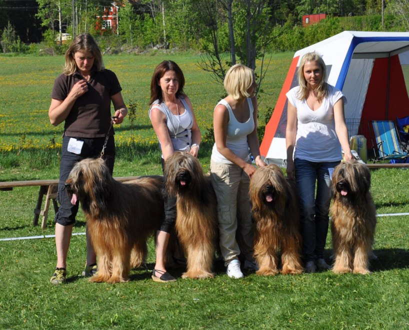 Kennel Whatuas - best Breeder Group at Swedish Briardwinner show 2011!